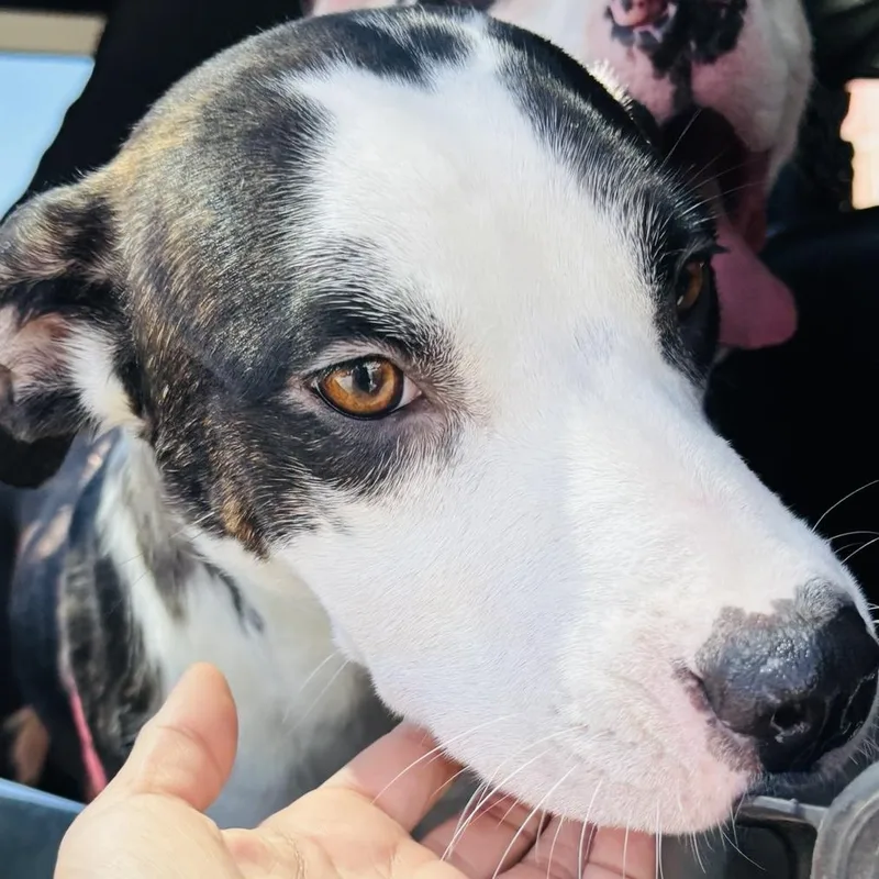 A young medium-sized female Tricolor (Brown, Black, & White) Pit Bull Terrier dog named Blu & Hazel for adoption in BEVERLY HILLS, CA