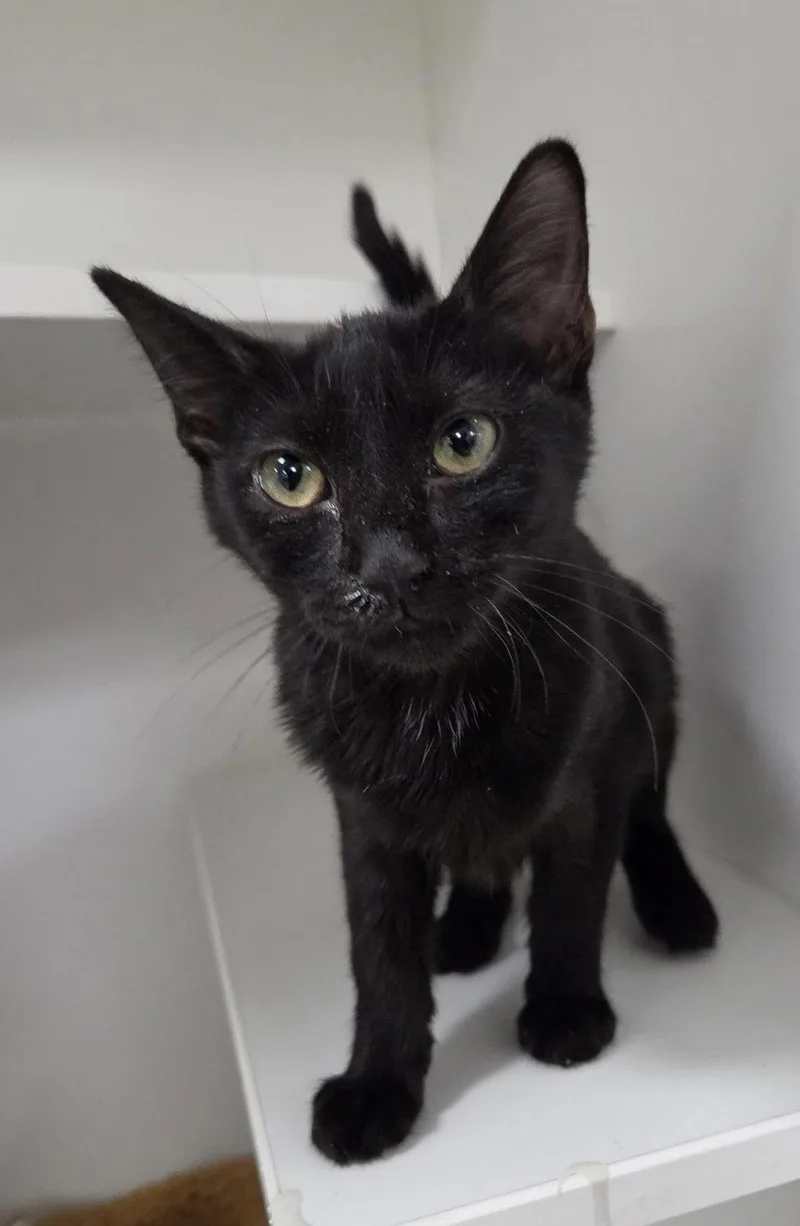 A young medium-sized female Domestic Short Hair cat named Cat Eye for adoption in Satellite Beach, FL