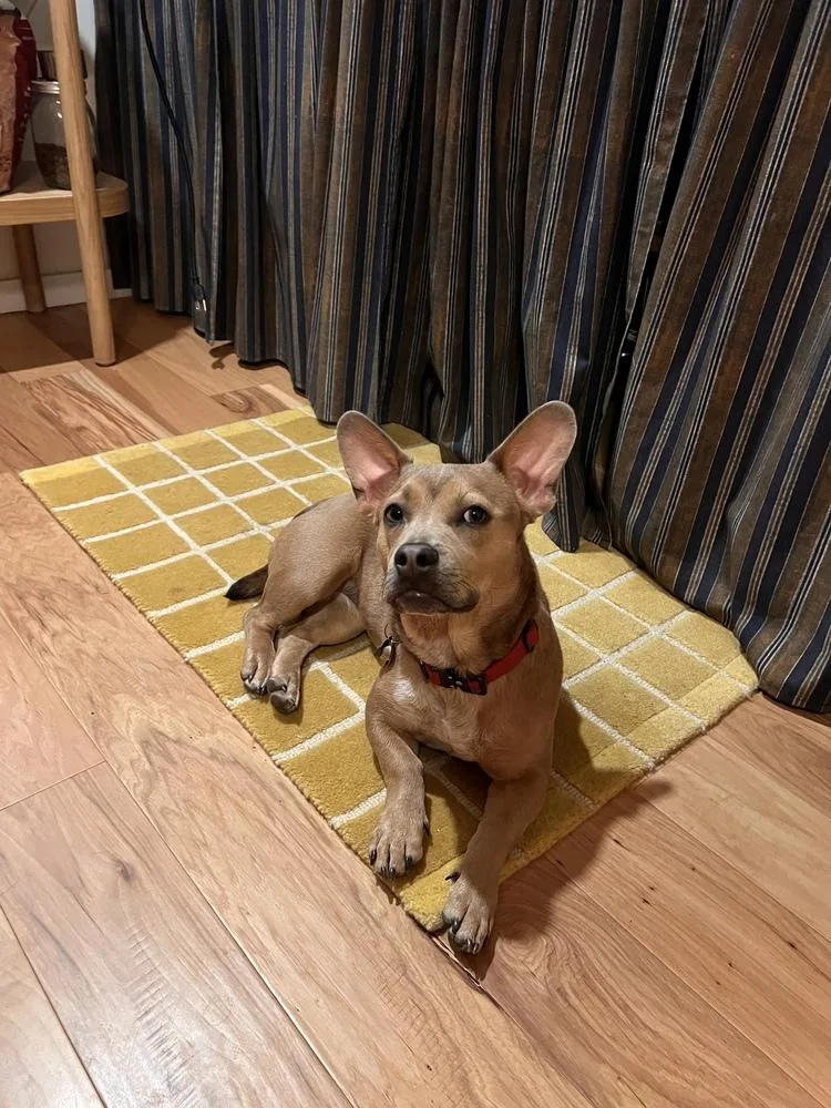 A young small-sized female French Bulldog dog named Bambi for adoption in ventura, CA