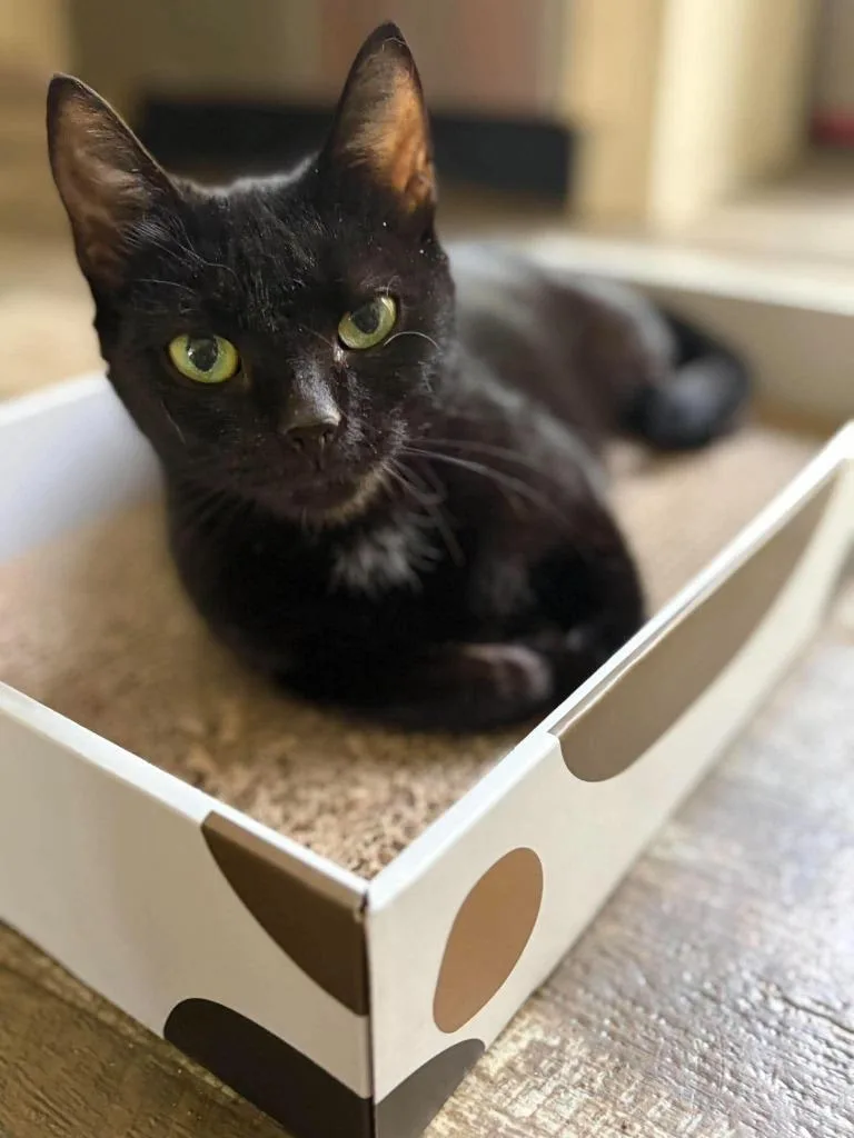 An adult small-sized female Domestic Short Hair cat named Grembles for adoption in Gorham, ME