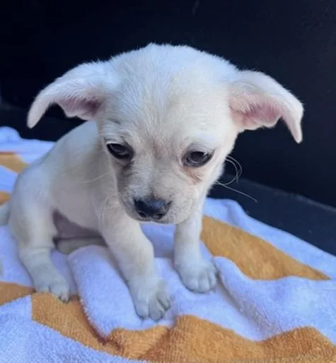 A baby small-sized female Pug dog named Little Bo Peep for adoption in Los Angeles, CA