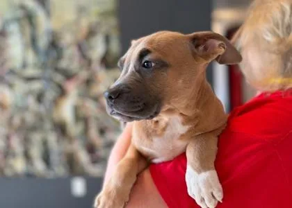 A baby medium-sized female Mixed Breed dog named Yabbadabbadoo Berry  D for adoption in West Chester, PA