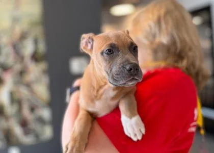 Yabbadabbadoo Berry  D thumbnail 2