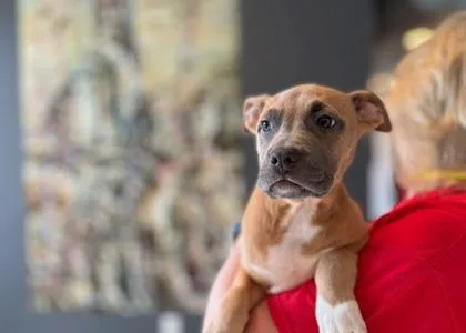 Yabbadabbadoo Berry  D thumbnail 3