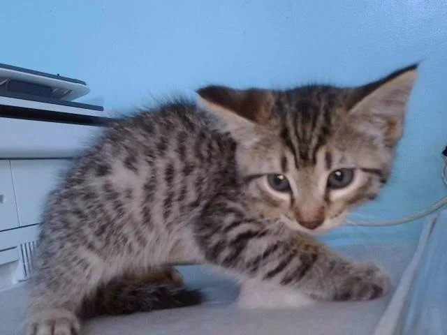 A baby medium-sized male Domestic Short Hair cat named Altan for adoption in Baldwin Park, CA