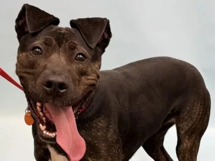 An adult large-sized female Pit Bull Terrier dog named Lady for adoption in Woodbury, MN