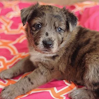 A senior medium-sized female Brown / Chocolate Australian Shepherd dog named Grivet for adoption in Kanab, UT
