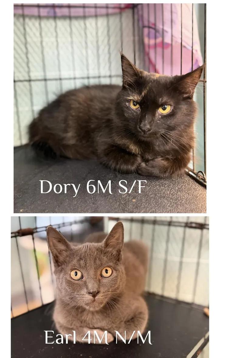 A young medium-sized female Domestic Medium Hair cat named Dory & Earl for adoption in Hudson, NY
