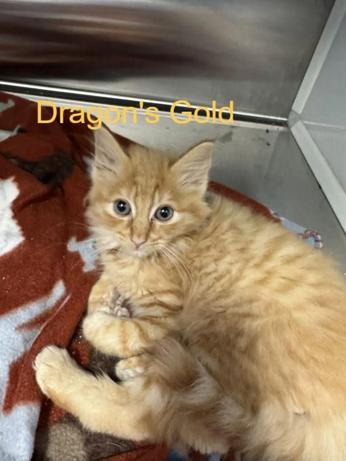 Dragon's Gold