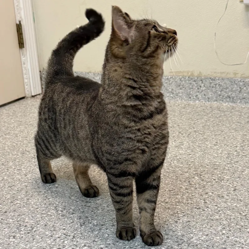 An adult large-sized male Brown / Chocolate Domestic Short Hair cat named Moe for adoption in Enfield, NH