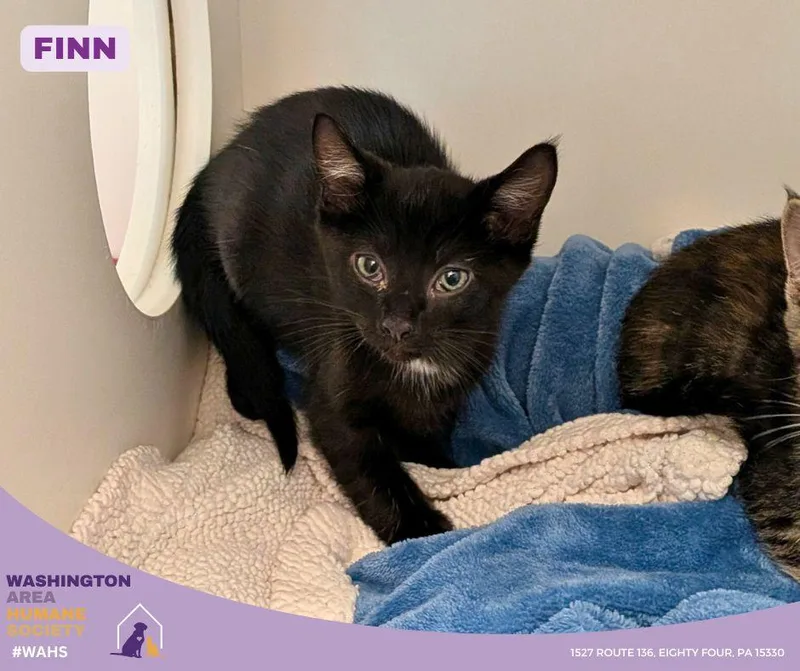 A baby small-sized male Black Domestic Short Hair cat named Finn for adoption in Eighty Four, PA