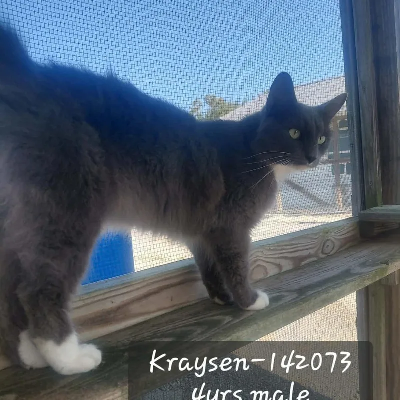 Kraysen