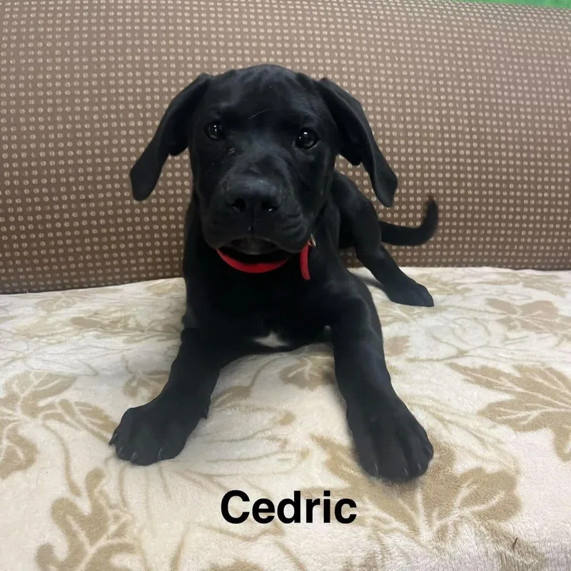 Cedric thumbnail 2