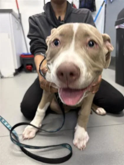 A baby small-sized female Mixed Breed dog named Vada Fka Vacaville Fka for adoption in West Chester, PA