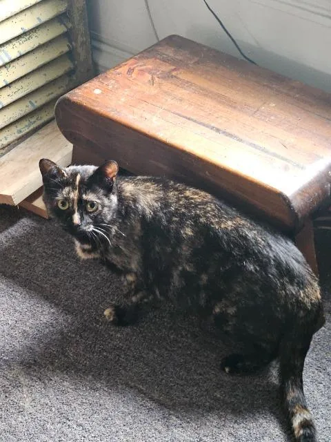 A young medium-sized female Domestic Short Hair cat named Celeste for adoption in St. Albans, VT