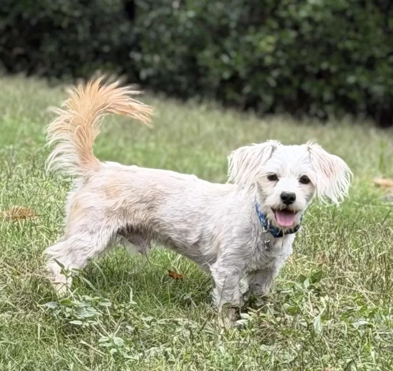 An adult small-sized male Maltese dog named Toby for adoption in Dunwoody, GA