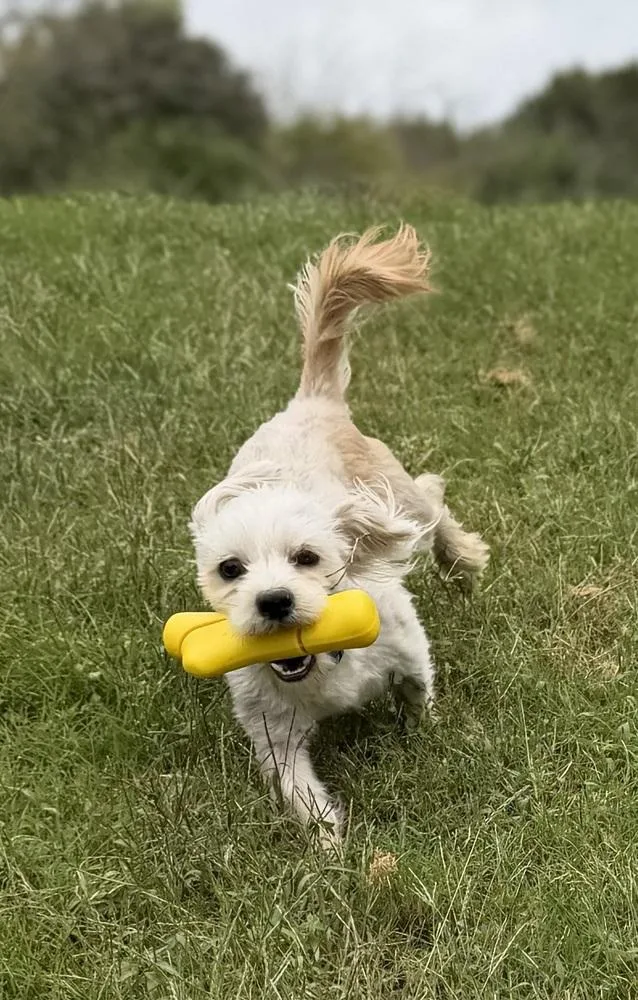Toby thumbnail 3