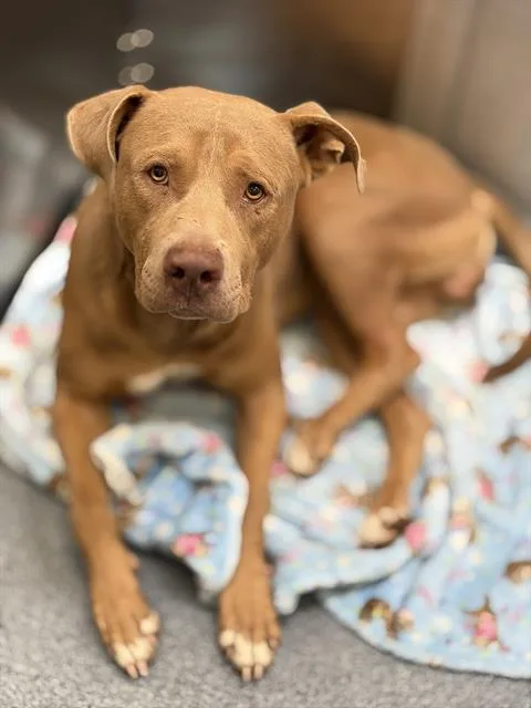 An adult large-sized male Mixed Breed dog named Myka for adoption in Dallas, TX
