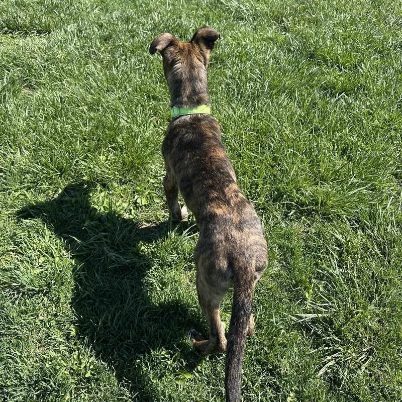 A young medium-sized male Brindle German Shepherd Dog dog named Reginald for adoption in Uniontown, PA