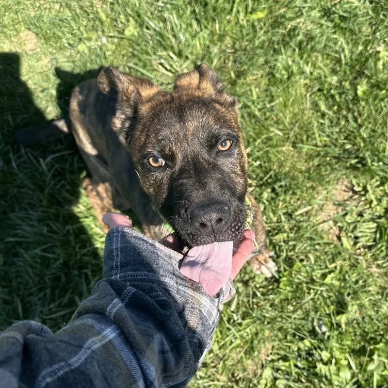 Reginald thumbnail 2