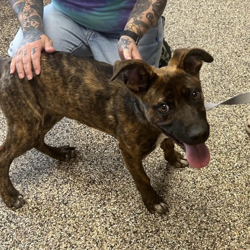 Reginald thumbnail 3