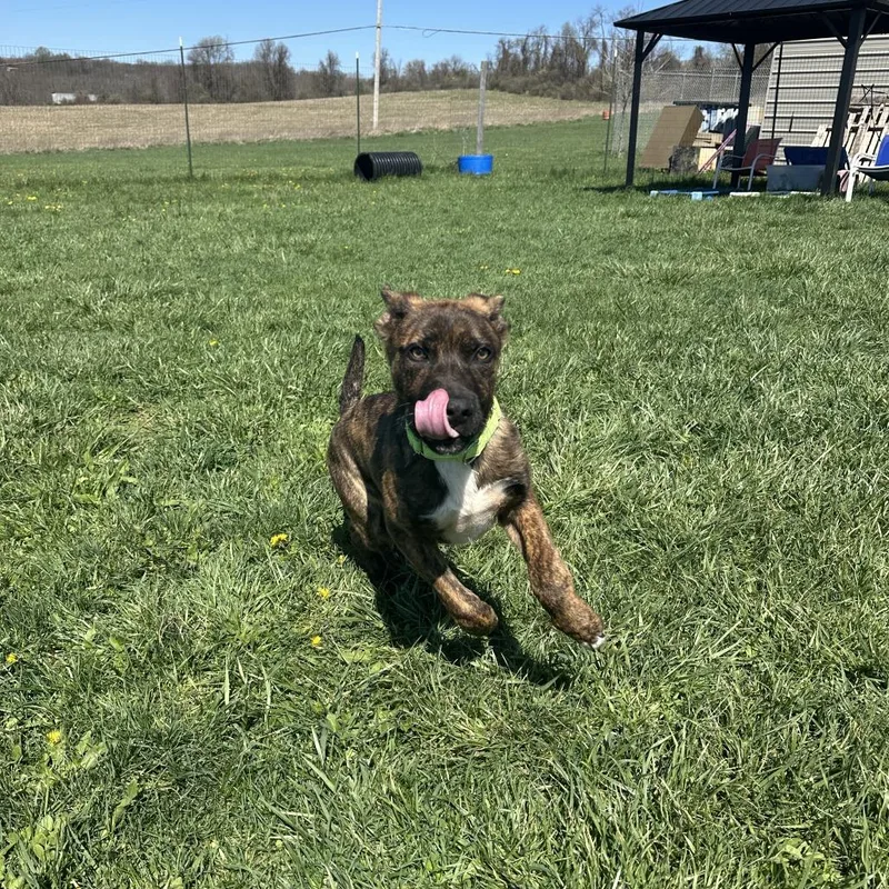 Reginald thumbnail 4