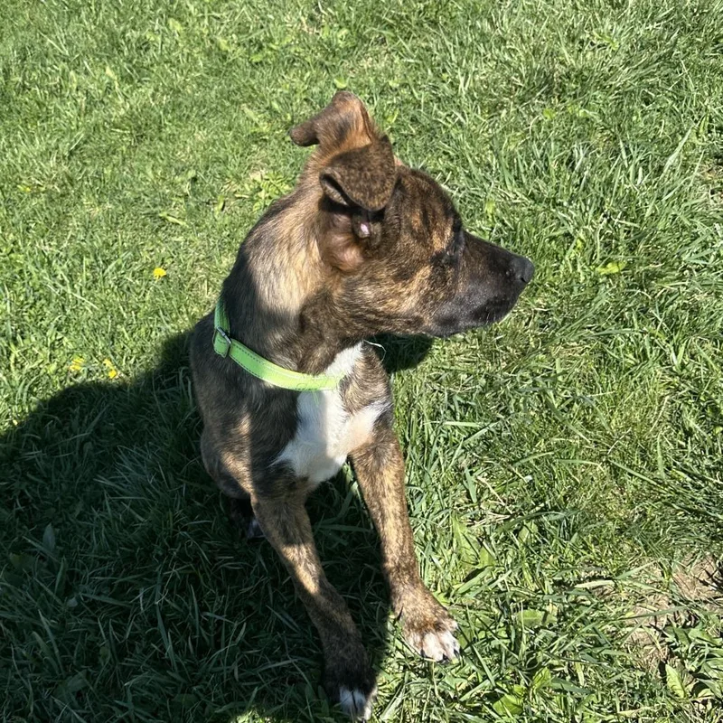 Reginald thumbnail 5