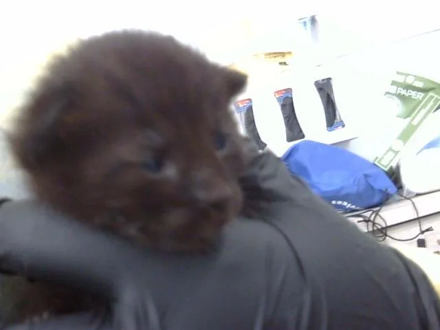 A baby medium-sized female Domestic Medium Hair cat named Myrtle for adoption in Dallas, TX