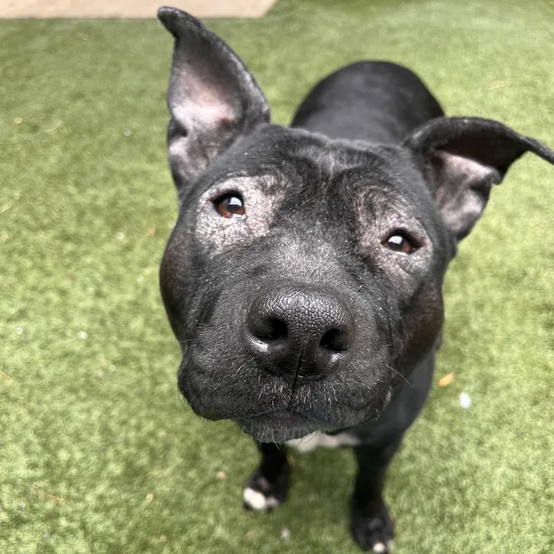 An adult medium-sized female Black Mixed Breed dog named Bella for adoption in Fairport, NY