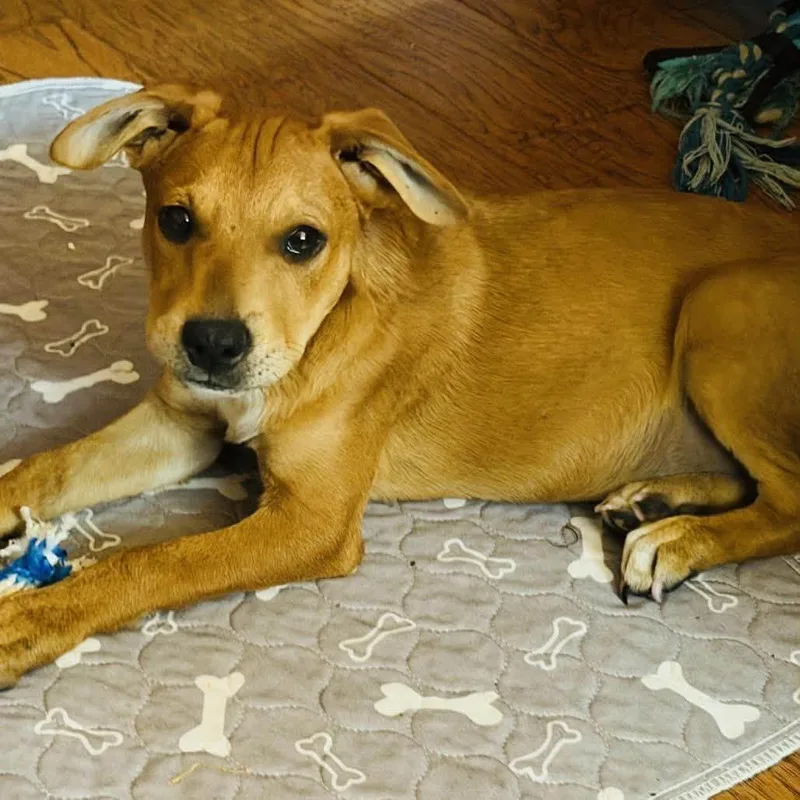 A baby medium-sized female Red / Chestnut / Orange Black Labrador Retriever dog named Kida for adoption in Williston, VT