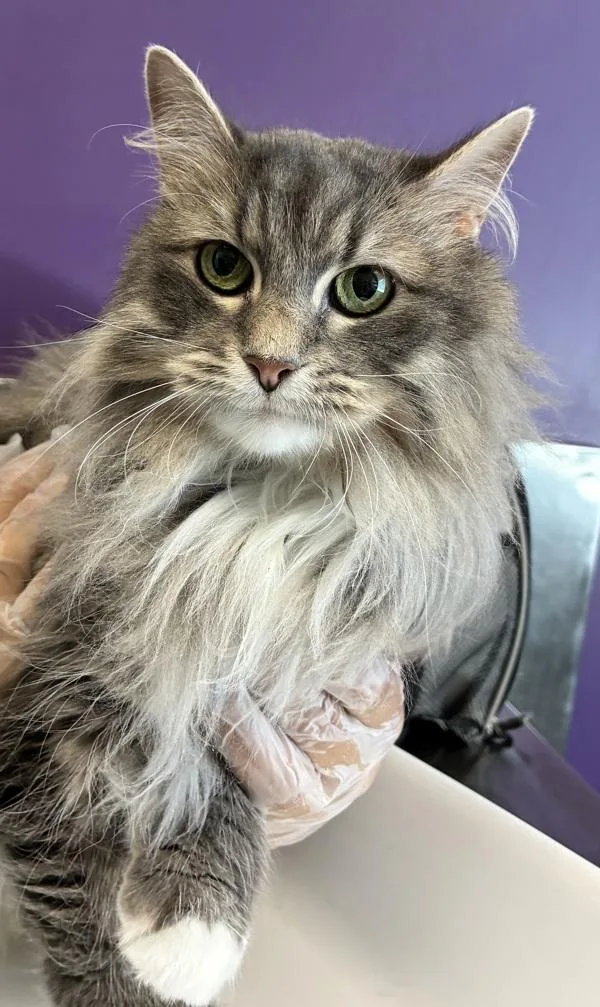 An adult small-sized female Domestic Long Hair cat named Lilly for adoption in Salt Lake City, UT