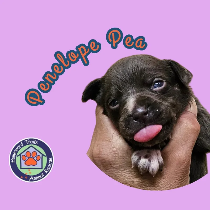 A baby medium-sized female Gray / Blue / Silver Labrador Retriever dog named Goldieloxx PupPenelope Pea for adoption in Fairfax Station, VA