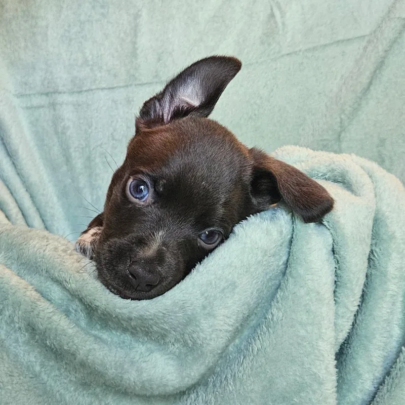 Goldieloxx PupPenelope Pea thumbnail 2