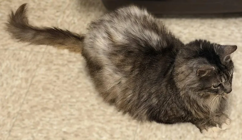Bailey thumbnail 3