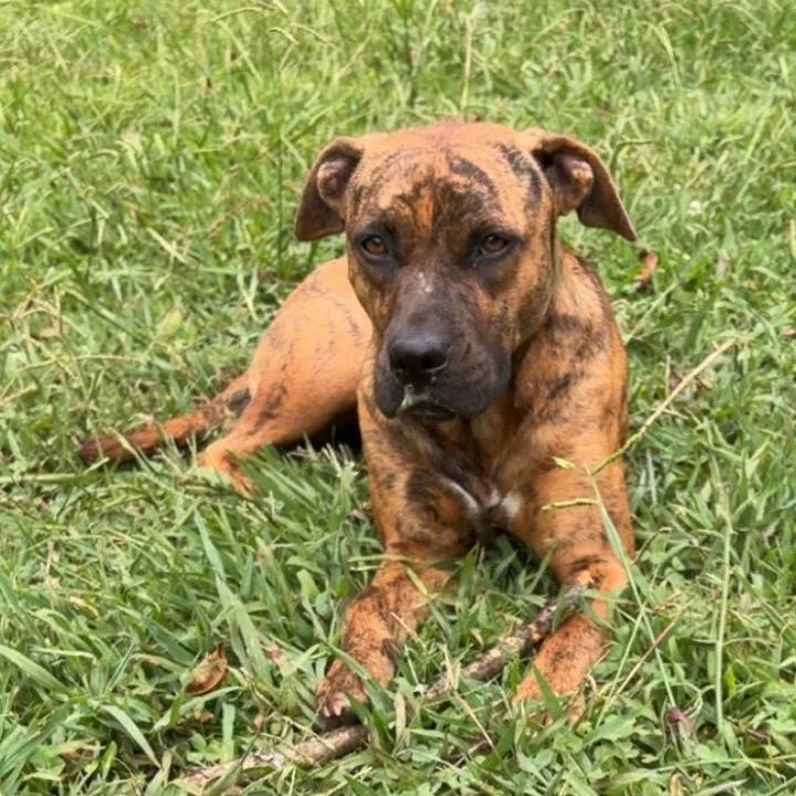 A young small-sized female Terrier dog named Granola for adoption in Chattanooga, TN