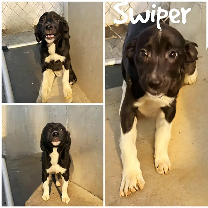 Swiper