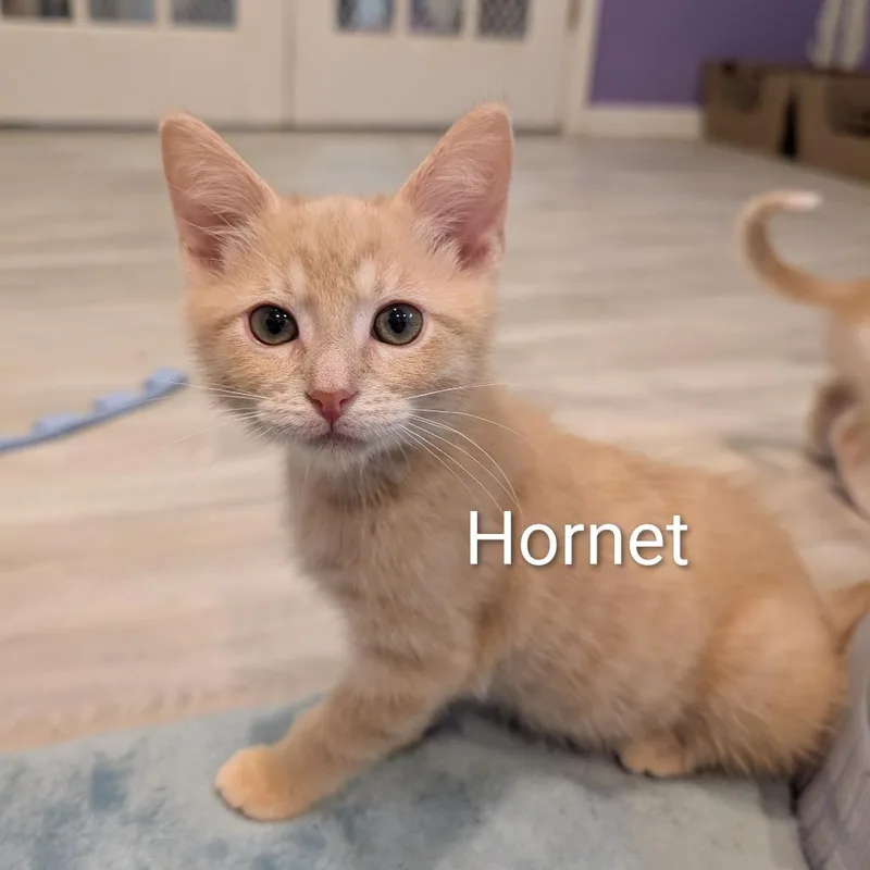 A baby medium-sized male Buff / Tan / Fawn Domestic Short Hair cat named Hornet for adoption in Roselle, IL