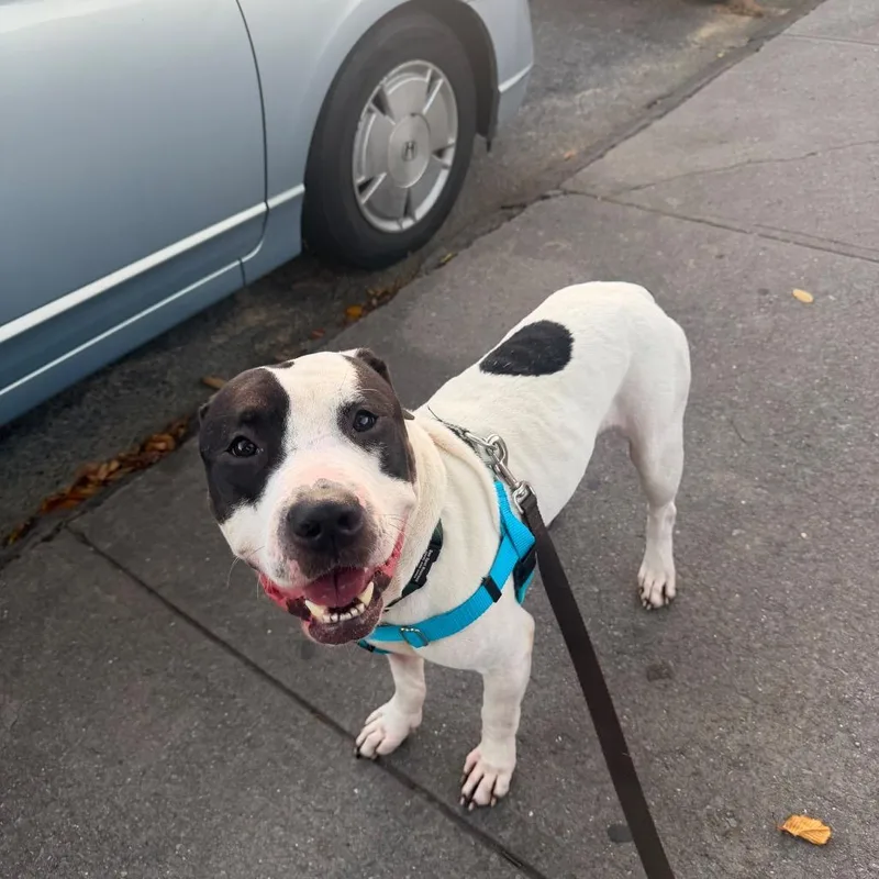 An adult medium-sized male White / Cream Mixed Breed dog named Edward Cullen for adoption in Jersey City, NJ