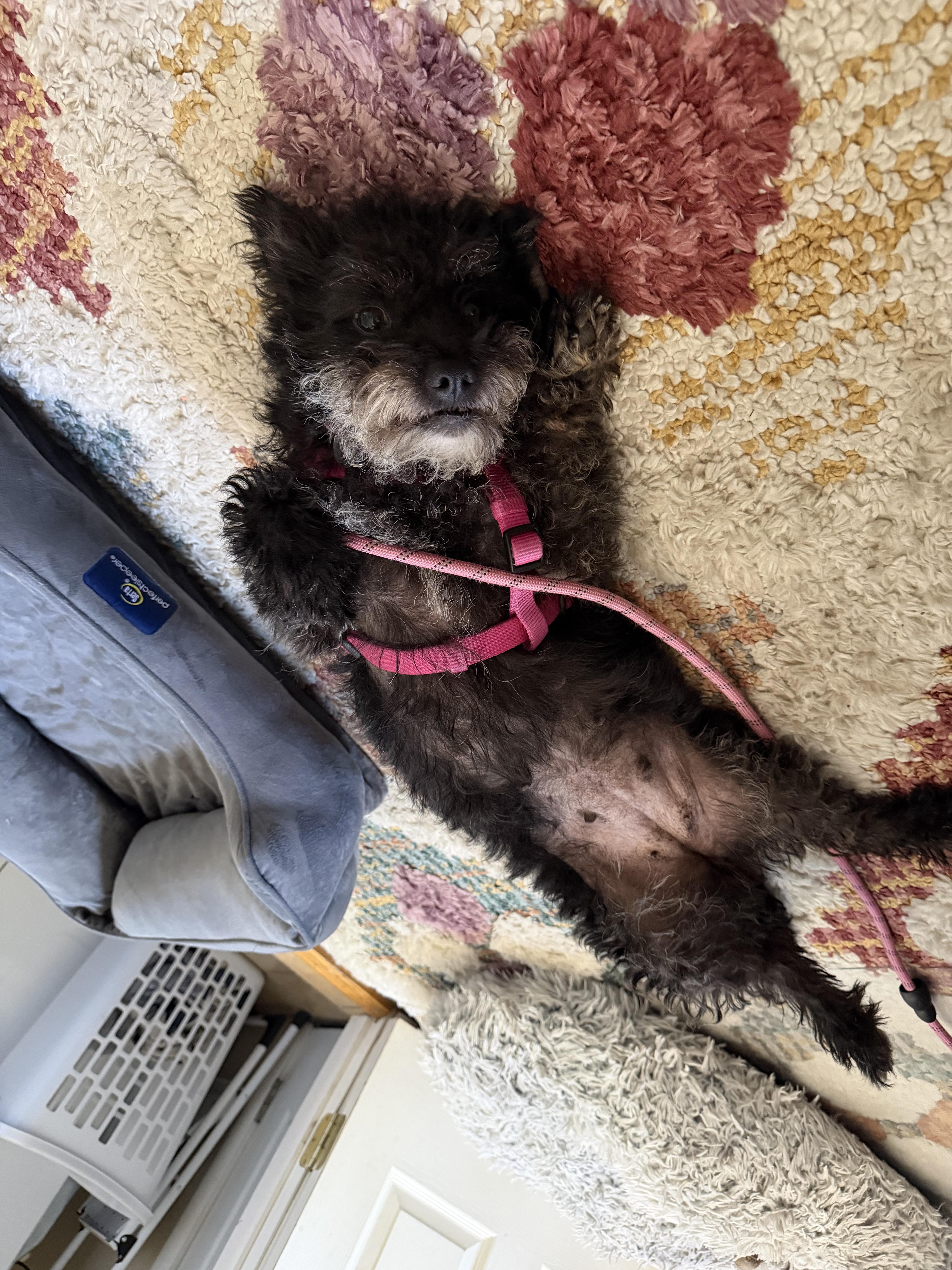 An adult small-sized female Poodle dog named Ladie for adoption in Windsor, CO