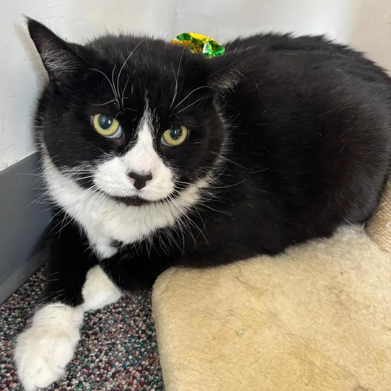 A senior extra large-sized male Black Domestic Short Hair cat named Lucifer for adoption in Hamburg, NY