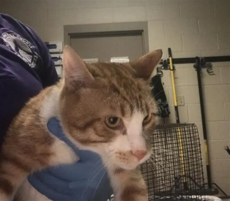 A young medium-sized male Domestic Short Hair cat named Benji for adoption in Conroe, TX