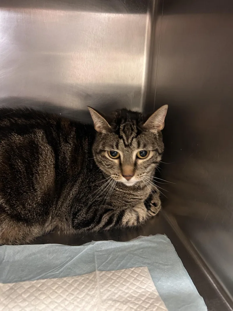 An adult medium-sized female Tabby (Brown / Chocolate) Domestic Short Hair cat named Cleo for adoption in Germanton, NC