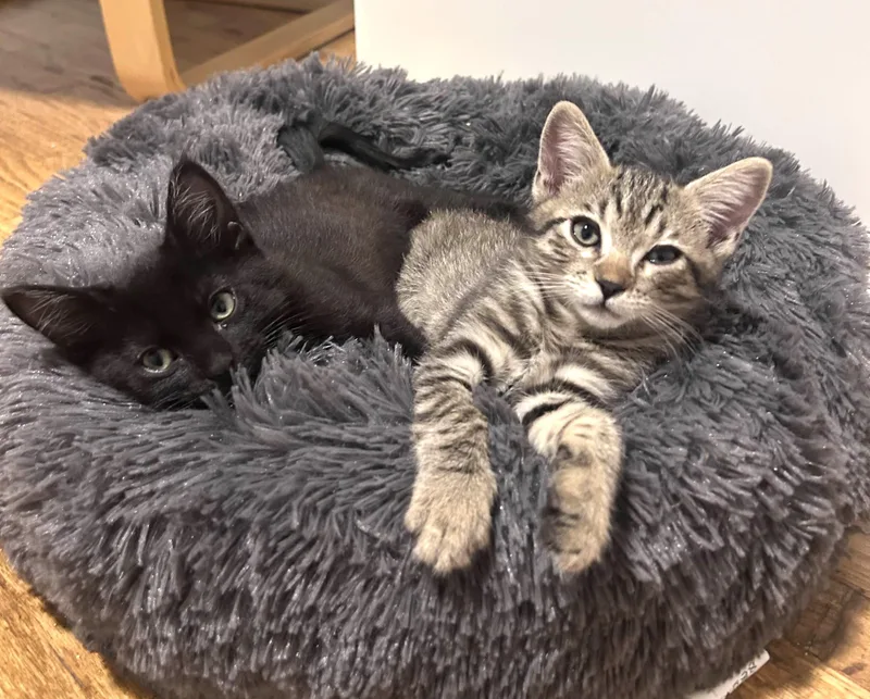 A baby small-sized male Black Domestic Short Hair cat named Fozzie for adoption in Burbank, CA