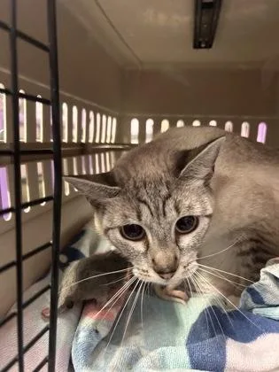A baby large-sized female White Domestic Short Hair cat named 61551184 for adoption in El Paso, TX