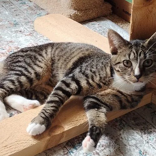 A young small-sized female Tabby (Gray / Blue / Silver) Domestic Short Hair cat named Layla for adoption in Seven Valleys, PA