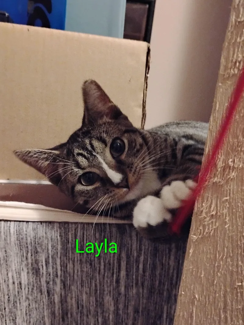 Layla thumbnail 5