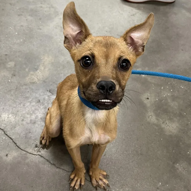 An adult small-sized female Yellow / Tan / Blond / Fawn Chihuahua dog named Pippa for adoption in Tampa, FL