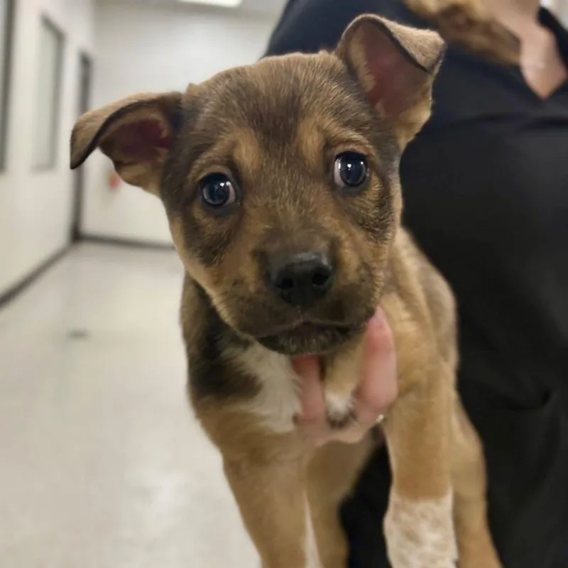 A young medium-sized male Australian Cattle Dog / Blue Heeler dog named Noah for adoption in Lake Havasu City, AZ