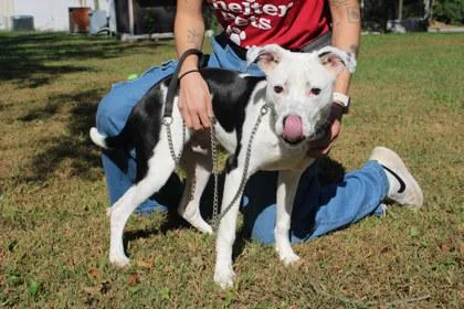An adult medium-sized male Pit Bull Terrier dog named Orca for adoption in Kansas City, MO