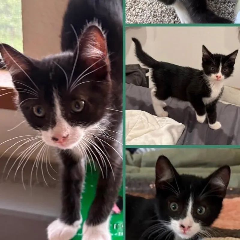 A baby small-sized male Black Domestic Short Hair cat named Mr. Clean for adoption in Orangevale, CA